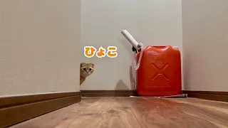 子猫を階段に誘導したらこうなりましたwww