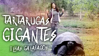 As tartarugas gigantes de Galápagos - uma viagem incrível