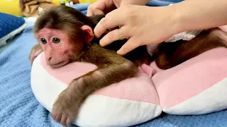 Very Comfortable! Dad Massage Therapy for Monkey SuSu