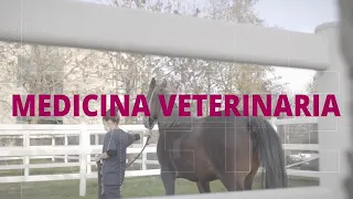 MEDICINA VETERINARIA - Scopri l'ambito disciplinare