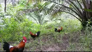 Pikat Ayam Hutan Merah Terbaru Dengan Hasil  Yang Sangat  Memuaskan