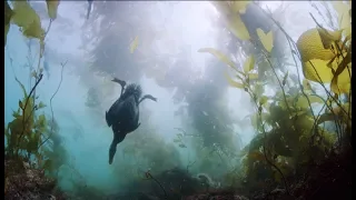 Great Bear Rainforest - Surf Scoters Diving for Herring Eggs