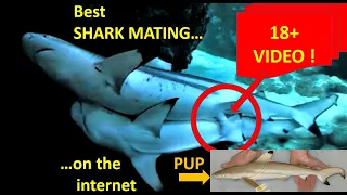 Best SHARK MATING footage on YouTube