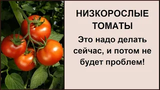 Низкорослые томаты: формирование, прищипывание, обрезка листьев - высокий урожай без особого труда!