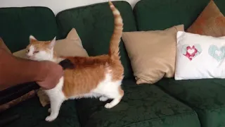 Cat vs Hoover