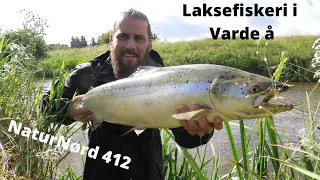 NaturNørd 412. Laksefiskeri i Varde å. Vanvittig sæson jeg har !!!!!