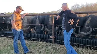 One of the Largest Water Buffalo Herds in America is in Texarkana