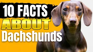 10 Interesting Things to Know About The Dachshund