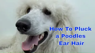 How to Pluck a Poodles Ear