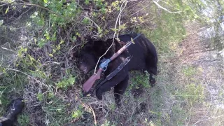 Manitoba 520 lb Spring Black Bear