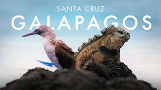 Hier leben echte DRACHEN! Galápagos Inseln, Ecuador (Santa Cruz) | Teil 1/2