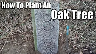 How To Plant An Oak Tree