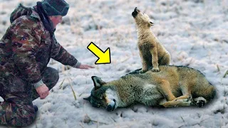 Crying Wolf Cub Begged This Man To Rescue His Mom, What Happened After Will SHOCK You!