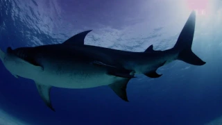 DOKU   Super Sinne der Tiere – Übernatürliche Fähigkeiten