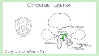 Лекция_СЕМЕЙСТВО БОБОВЫЕ FABACEAE