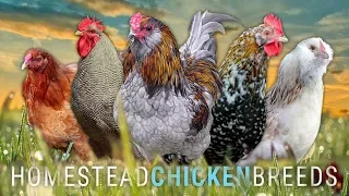 Which CHICKEN BREED is RIGHT for YOUR HOMESTEAD? | Lumnah Acres, Grass-fed Homestead, Cog Hill Farm