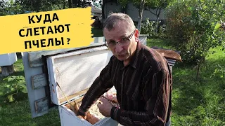 Куда слетают пчелы?