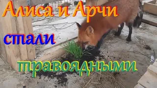 Алиса лиса. Арчи и Алиса перешли на траву и картошку.