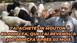 J'AI REVENDU MON MOUTON DE 85.000FCFA À 200.000FCFA EN 03 MOIS GRÂCE  À L'EMBOUCHE.