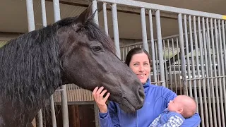 What do Uniek and the other Friesian horses think of my baby?