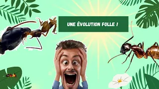 De 5 ouvrières à plus de 50 ouvrières, une fondation de fourmis très prometteuse ! C.Atriceps