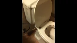 Piskající záchod na dovolené v Tureckém **** hotelu.
