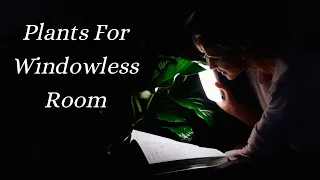 My Top 7 💡 Low Light Plants For Windowless Room & How To Grow Them