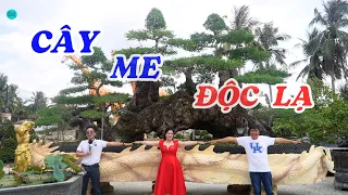 Phát hiện cây me chua nhất Việt Nam - ĐỘC LẠ BÌNH DƯƠNG