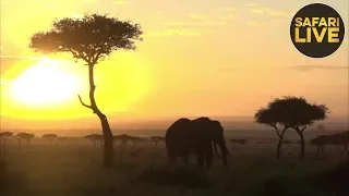 safariLIVE - Sunrise Safari - September 23, 2018