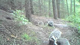 Wild Scottish Badgers: mum looking after cubs.