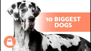 Top 10 LARGEST DOG BREEDS in the World 🐶