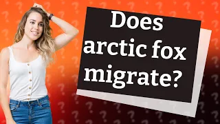 Does arctic fox migrate?