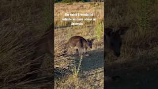 How amazing is Australia's wildlife? 🥰🇦🇺 Here are some of our close encounters ❤️ #shorts #wildlife