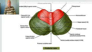 Anatomy of CNS Module in Arabic 2024 ( Cerebellum, part 1), by Dr. Wahdan.