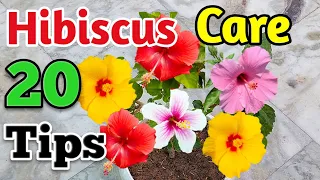 Hibiscus plant care/गुड़हल की देखभाल /Growing tips/Best fertilizer for hibiscus plant/Buds fall off.