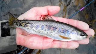 Top 10 Summer Trout Fishing Tips