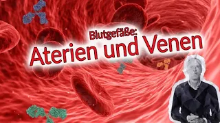 Blutgefäße und ihre Aufgaben | Arterien- und Venengesundheit