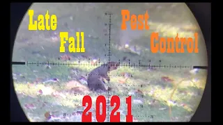 Stay Outta My Shed #7 -  Late Fall Squirrel & Chipmunk Pest Control w/ the FX Maverick PCP Air Rifle
