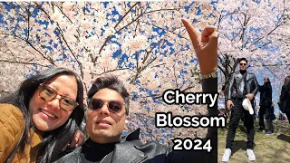 Toronto's Cherry Blossoms 2024: A Breathtaking Walk Through High Park at Peak Bloom!🌸