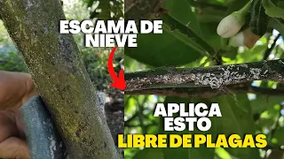 Aplica esto a tus plantas y estarán libres de plagas, elimina la Escama de nieve