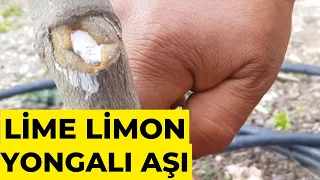 Lime Limon Yongalı Göz Aşı Nasıl Yapılır ?