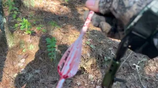Southeast Oklahoma black bear archery hunt 2023.