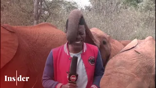 WATCH: Baby elephant tickles Kenyan journalist’s nose with trunk during news report