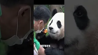 Unforgettable Moments: Adorable Fubao and His Beloved Grandfather [Panda Footage]