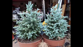 How I'm Starting Pine Trees From Seed