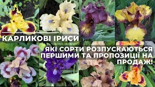 Карликові іриси. Які сорти розпускаються першими та пропозиції на продаж!