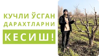 КУЧЛИ ЎСГАН ДАРАХТЛАРНИ КЕСИШНИ ЎРГАТАМАН!