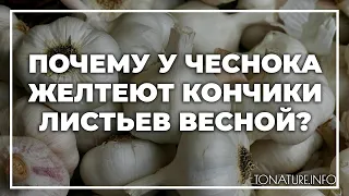 Почему у чеснока желтеют кончики листьев весной? | toNature.Info