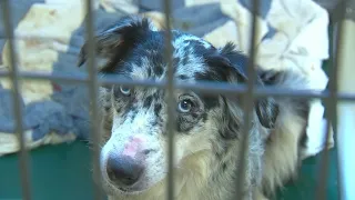 117 dogs removed from Pittsburgh-area home in largest rescue on record for Animal Friends