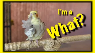 14 Tricks That My Cockatiel Learned